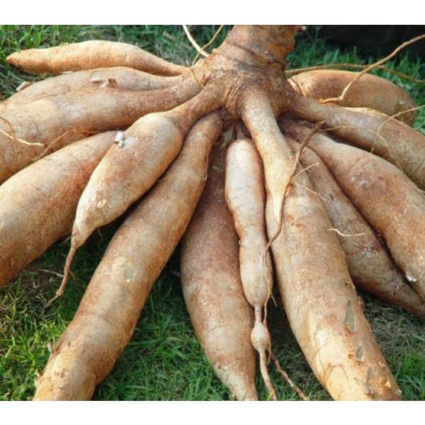 10 cây khoai mì hay cây sắn