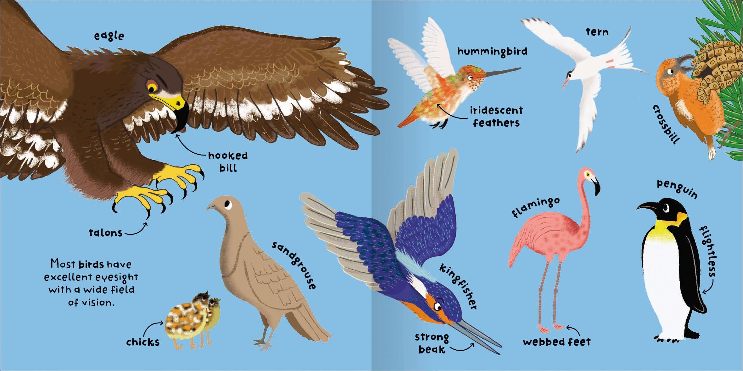 Sách ngoại văn: Big Words For Little Experts - Animals