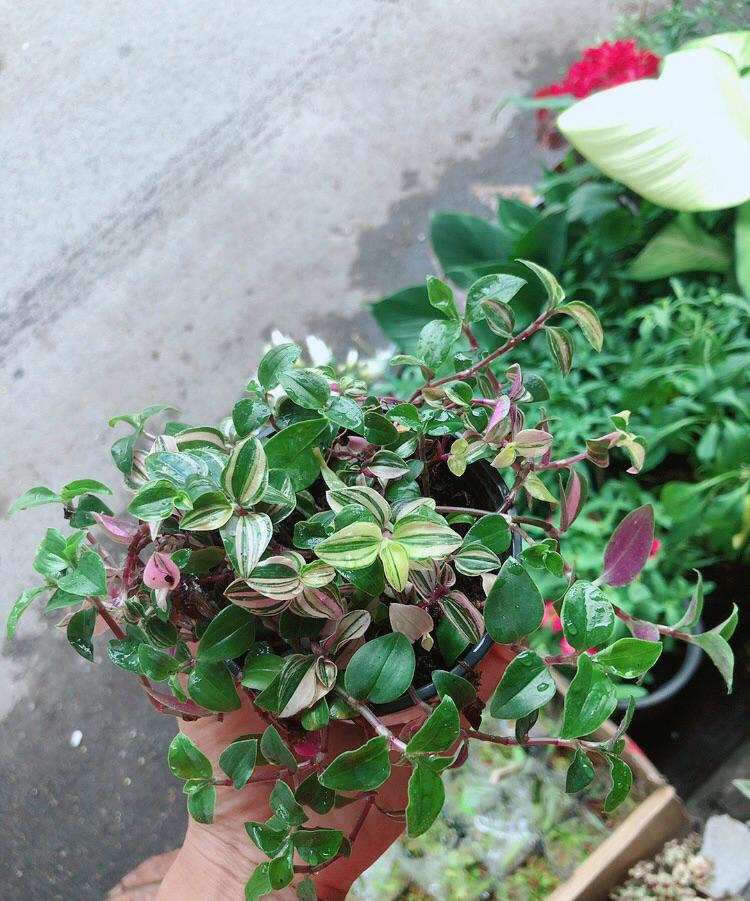 Cây Thằn Lằn Thái