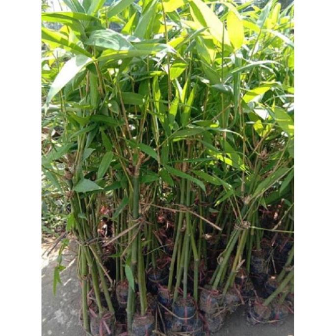 Cây giống MĂNG BÁT ĐỘ - cây giống gửi đi nguyên vầu, phát triển cực nhanh, năng suất cao, giá trị kinh tế lớn