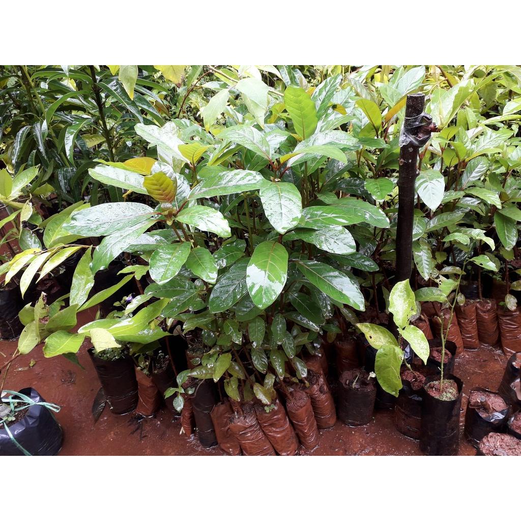 1 KG HẠT GIỐNG CÂY GÁO VÀNG