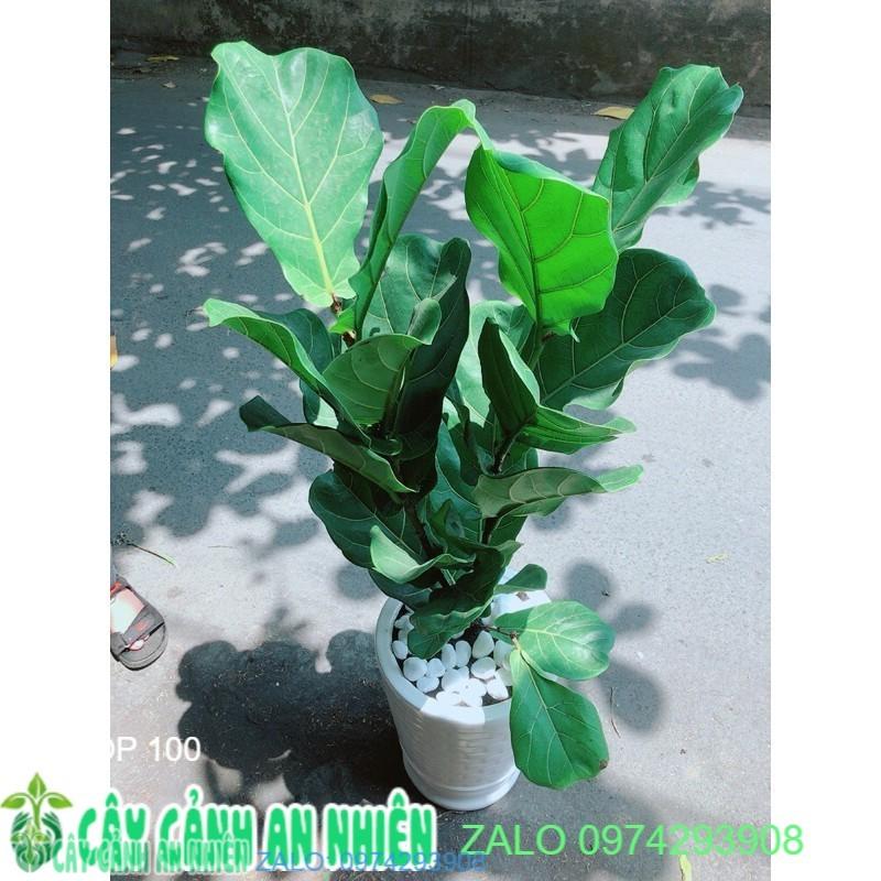 Chậu Cây Bàng Singapore