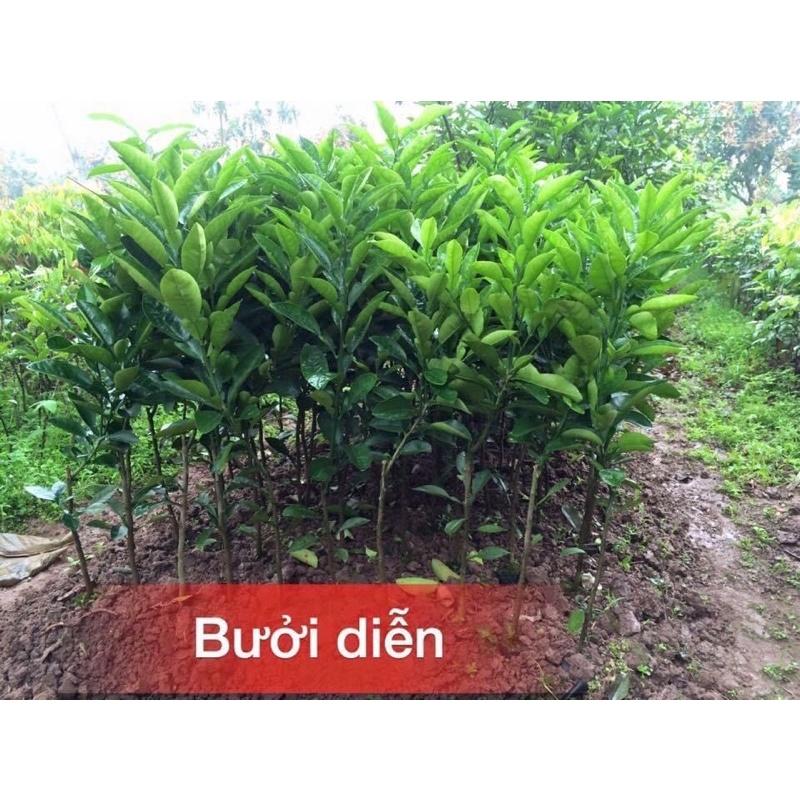 Cây giống bưởi diễn cho quả ăn vị ngọt đậm thanh mát.