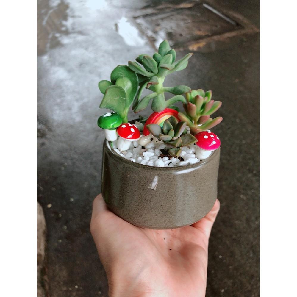 Chậu tiểu cảnh sen đá 4