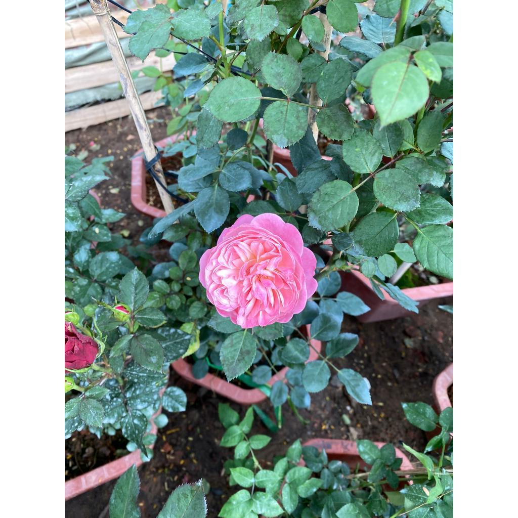 Chậu Cây Hoa Hồng Leo