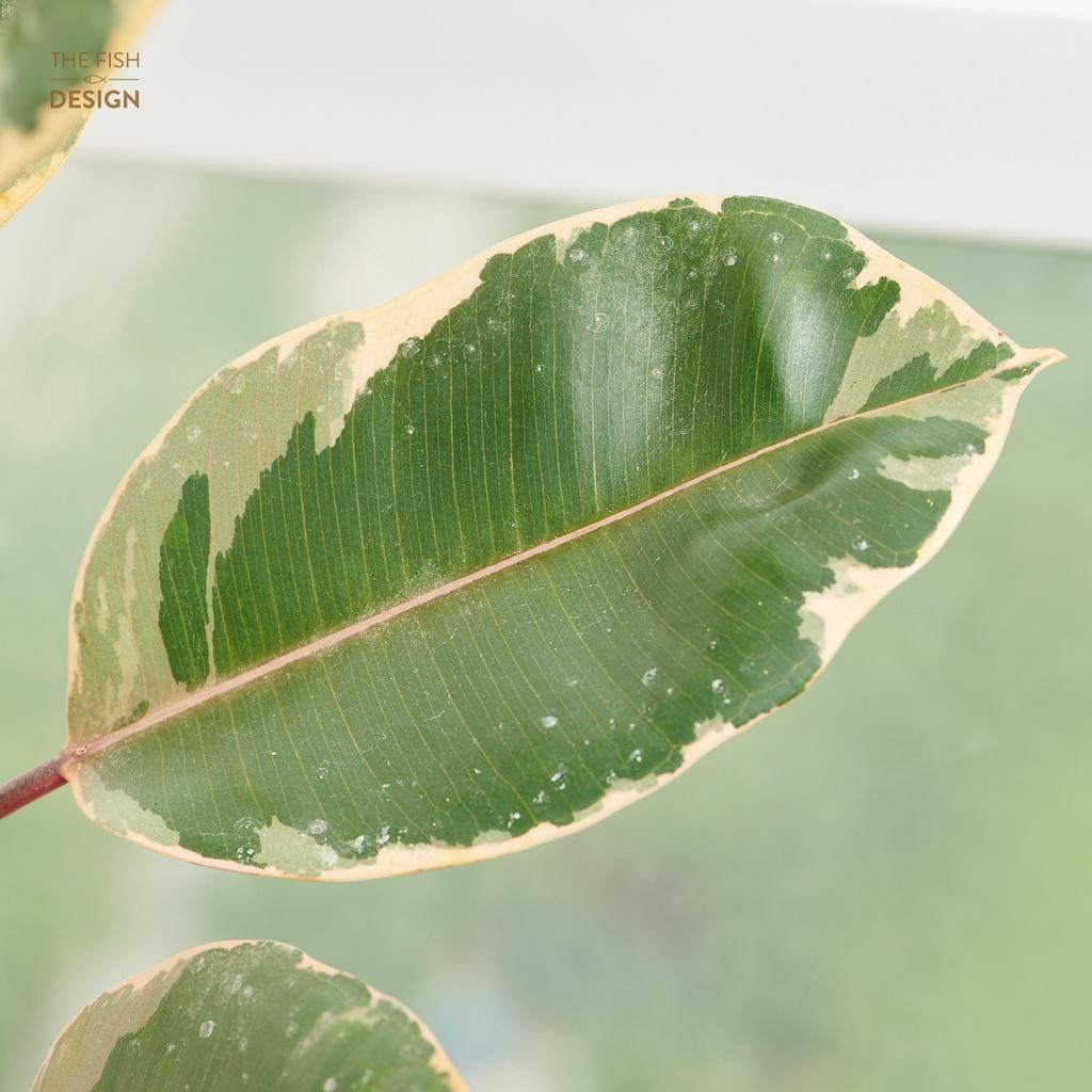 Chậu cây Đa Búp Đỏ hợp mệnh Hỏa thích hợp trang trí nội thất, tượng trưng cho sức mạnh và vị thế của gia chủ, có khả năng thanh lọc không khí | size LS | The Fish Design