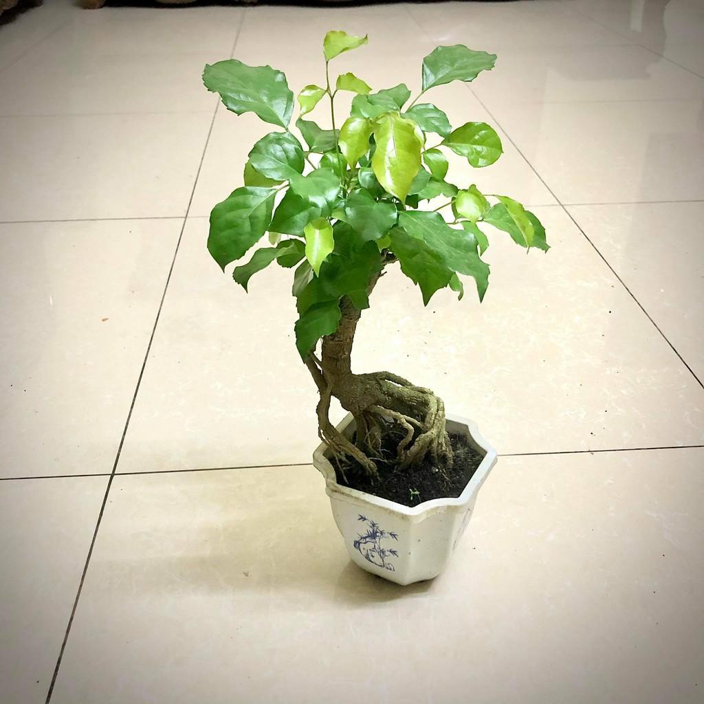 Cây hạnh phúc bonsai cao 25-30cm