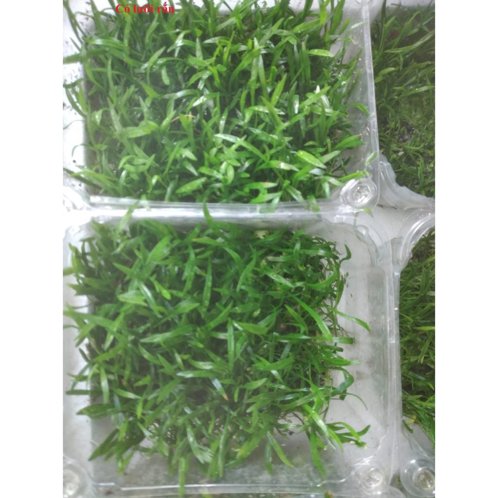 Cỏ lưỡi rắn - Cây thủy sinh Trãi Nền