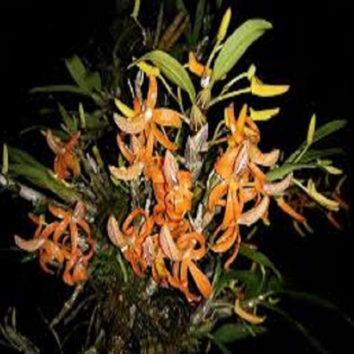 Sản Phẩm Hoa lan hoàng thảo đơn cam