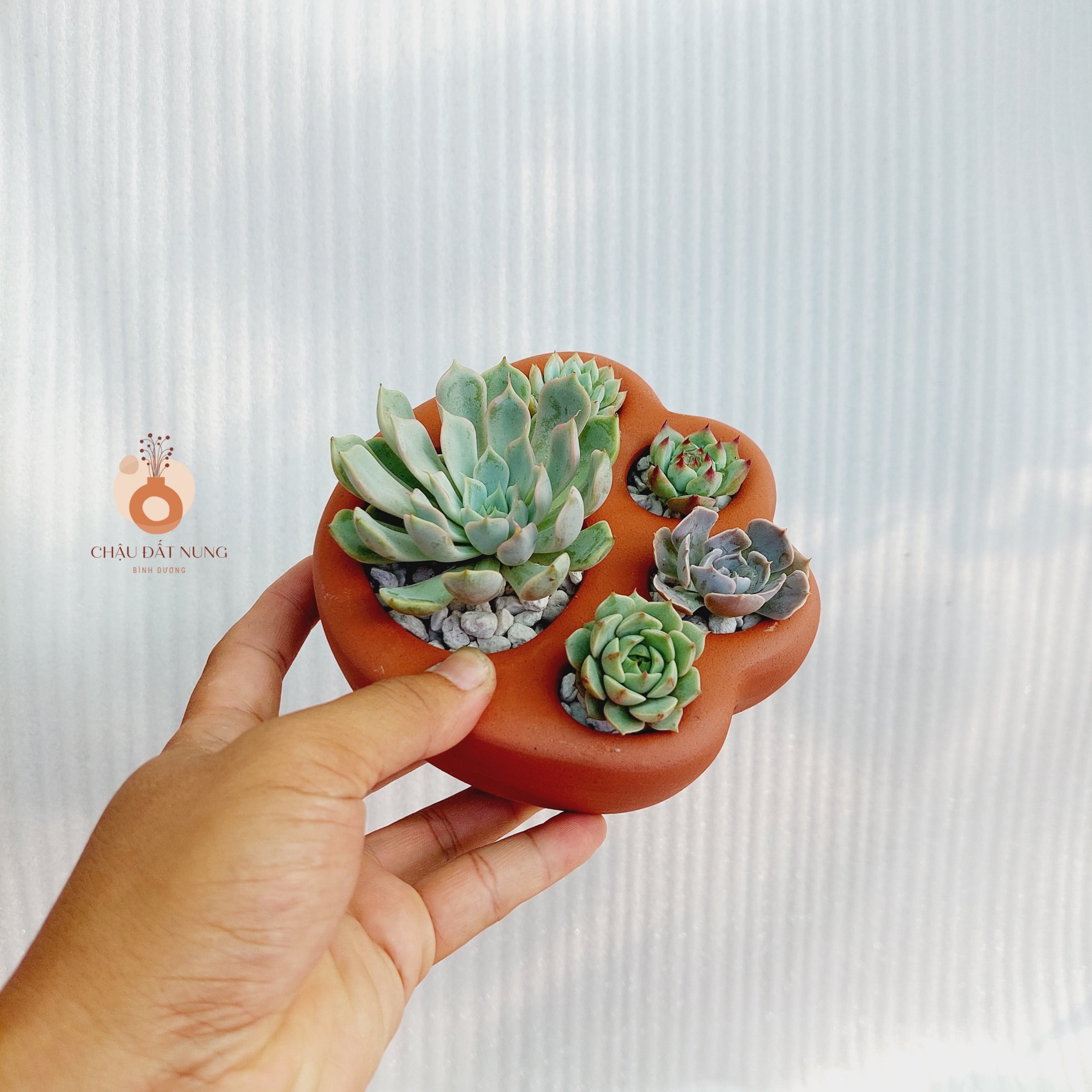 Chậu đất nung Bình Dương - Chân chó, đường kính lỗ 3-4cm, đường kính bàn chân 7-8cm, chiều cao 4.5cm