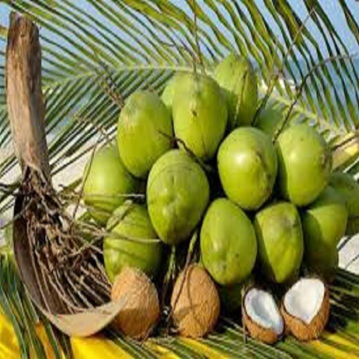 CÂY GIỐNG DỪA XIÊM LÙN XANH BẾN TRE SIÊU QUẢ, NĂNG SUẤT CAO CHUẨN F1