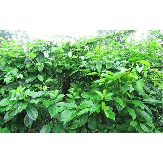 Cây thìa canh lá nhỏ giống