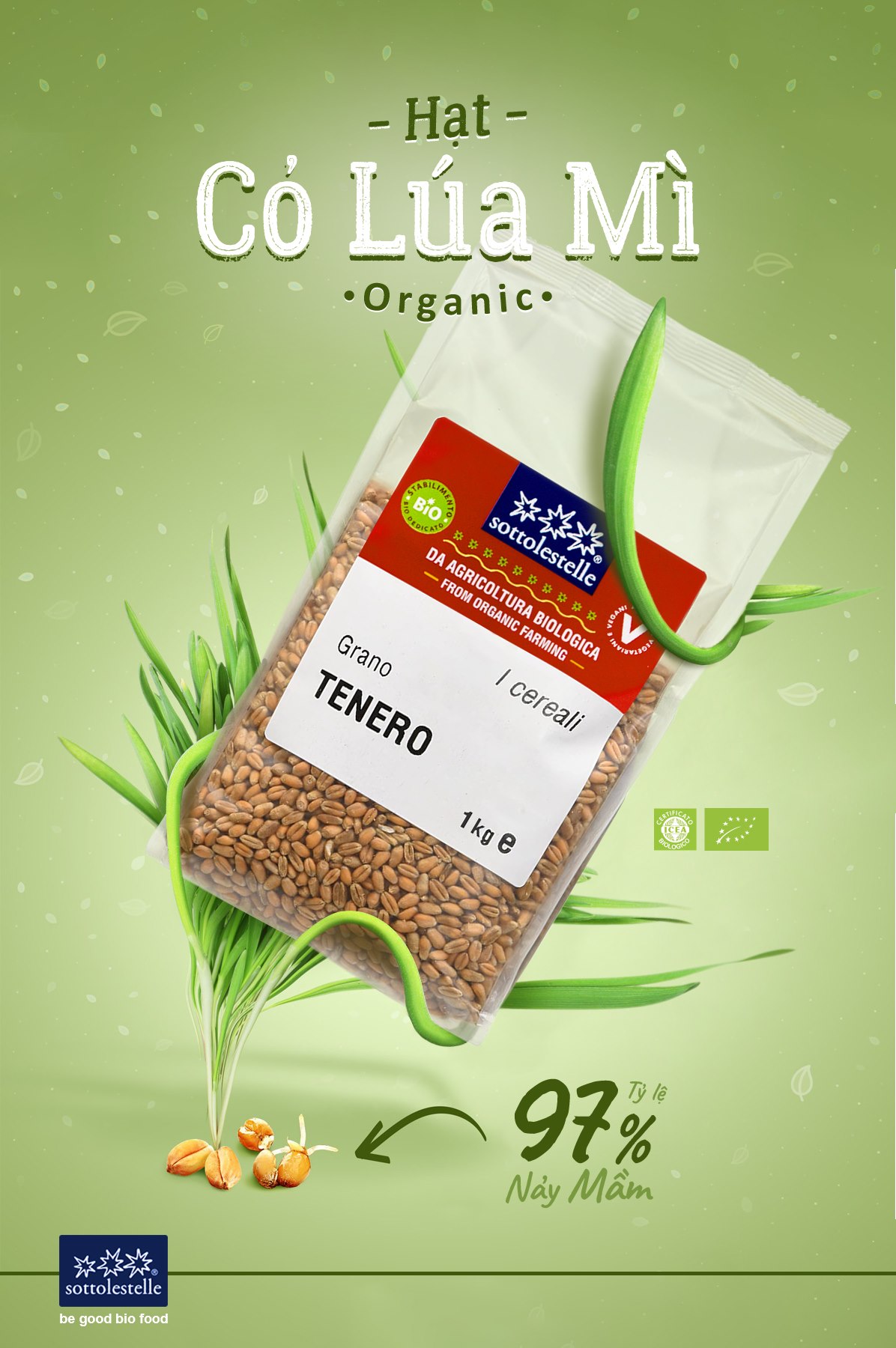 Hạt lúa mì hữu cơ Sottolestelle 500g Organic Wheat Grass (Triticum aestivum)