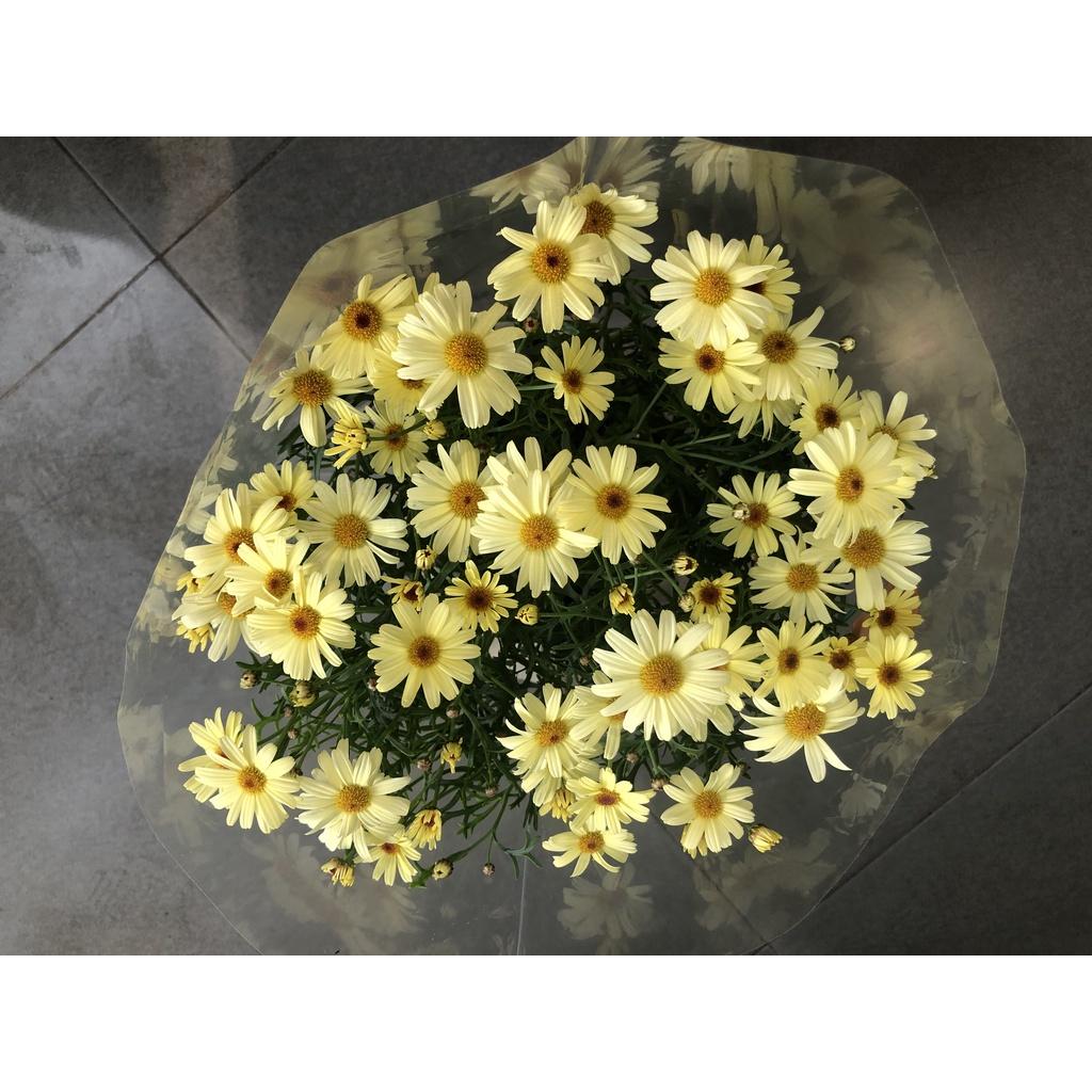 Chậu hoa cúc họa my màu vàng chỉ giao TP.HCM