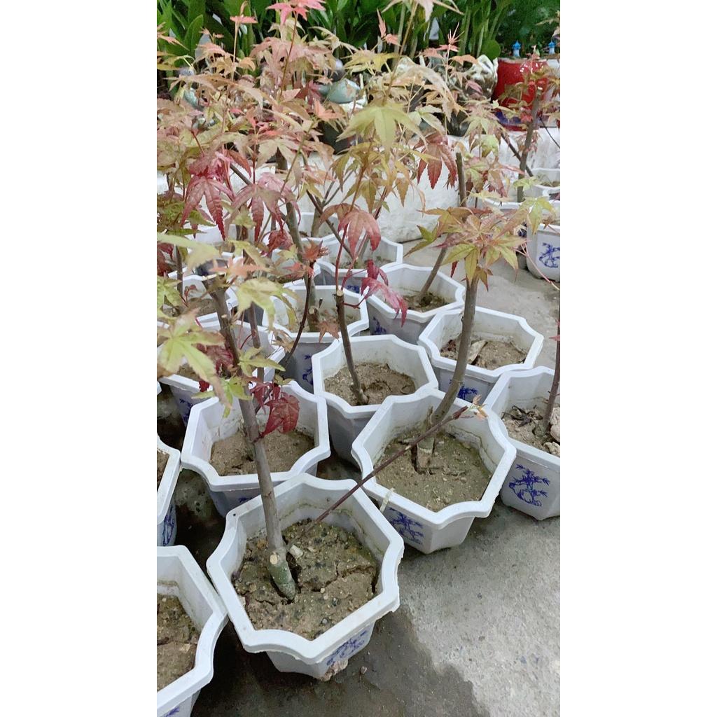 Cây Phong Lá Đỏ