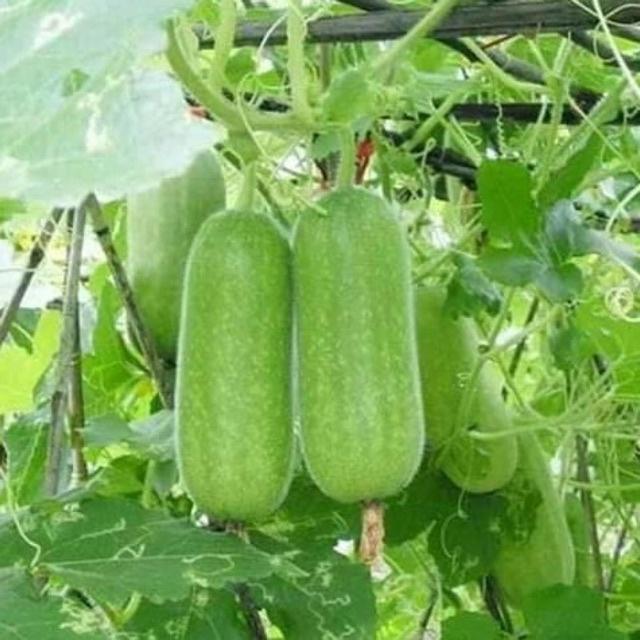 Hạt giống bí đao chanh F1
