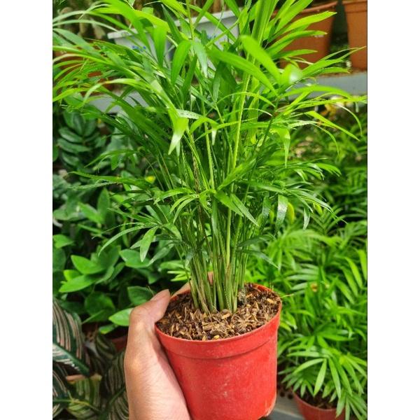 Cây cau tiểu châm - chậu nhiều thân