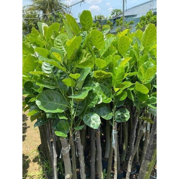 Cây Giống Mít mơ