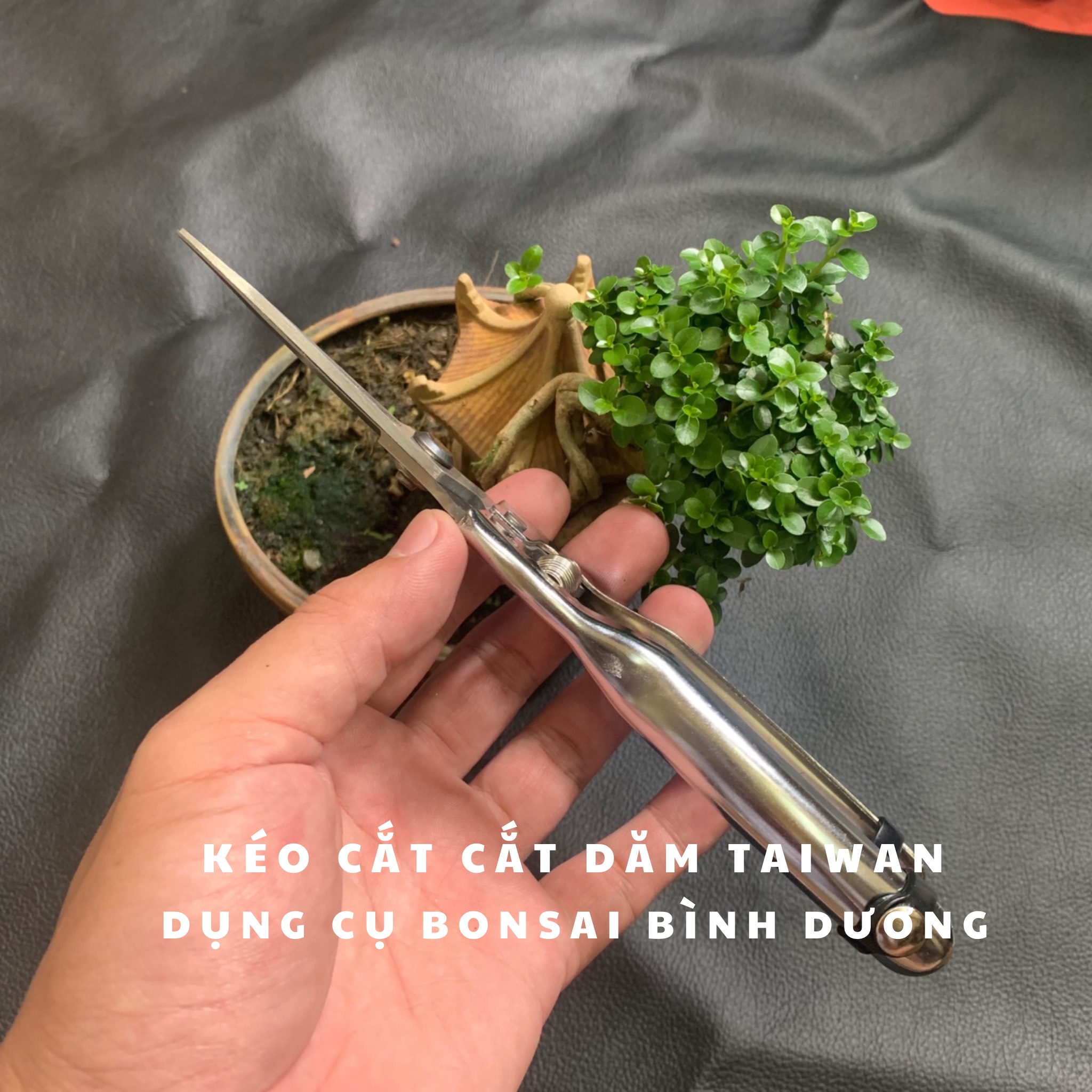 Kéo tỉa dăm, lá, chồi cây cảnh made in Taiwan