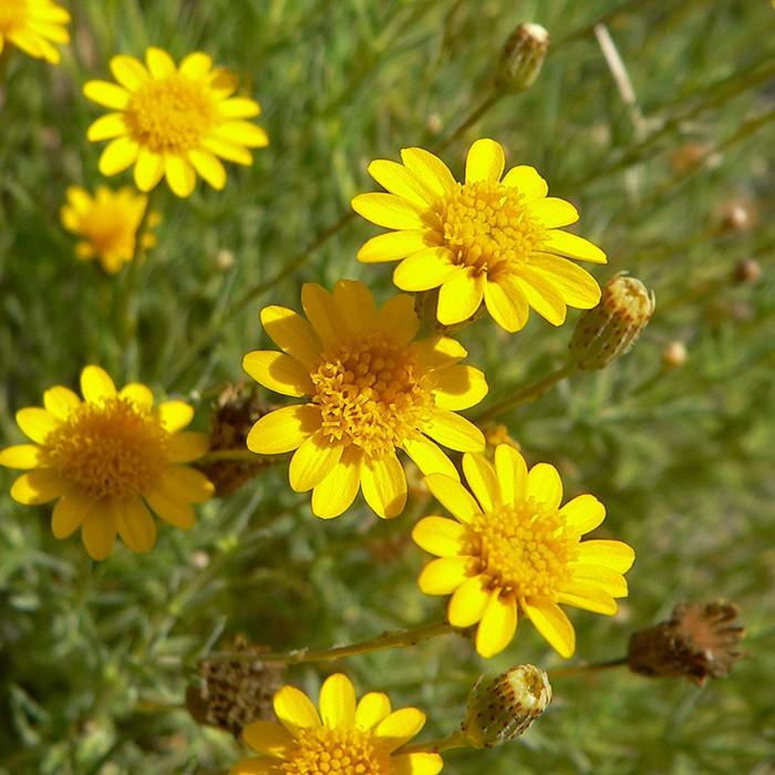 Hạt giống hoa cúc sao băng 50 hạt/gói