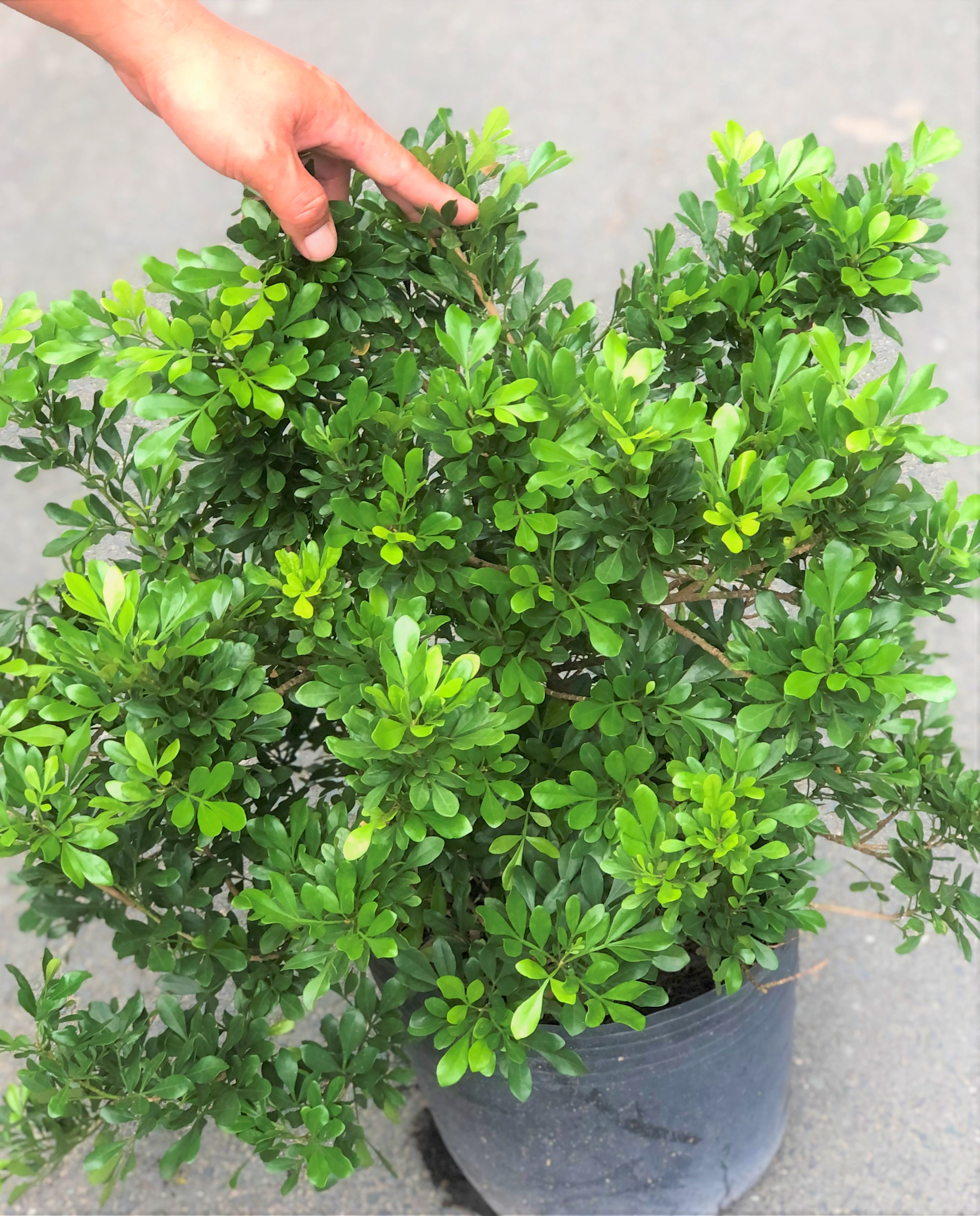 Cây hoa ngâu trồng nơi có nhiều nắng cao 50 - 60 cm