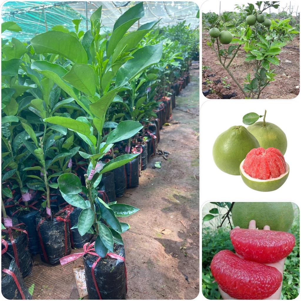 Cây giống Bưởi da xanh ruột hồng .