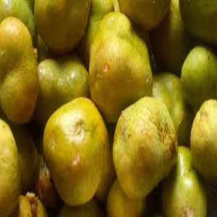 Cây CHAY giống - Cây giống chuẩn F1 - Siêu quả, cam kết chất lượng