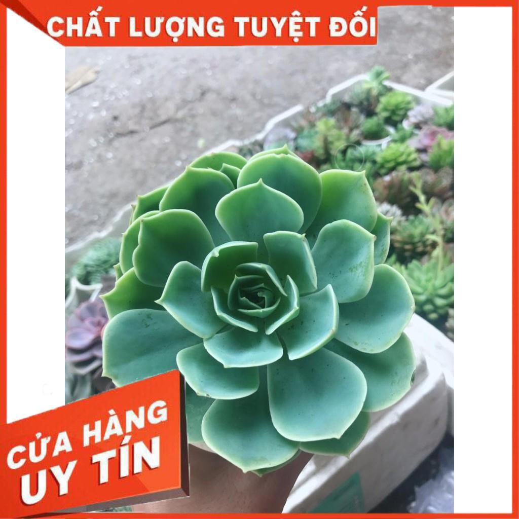 Combo 10 cây sen trung Nhiều Người Mua