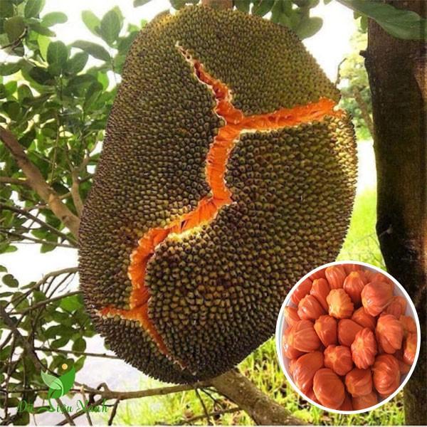 Cây giống Mít ruột đỏ sơ đỏ