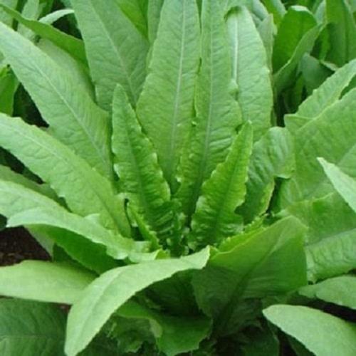 Hạt giống rau diếp thơm KNS305 - Gói 3gram