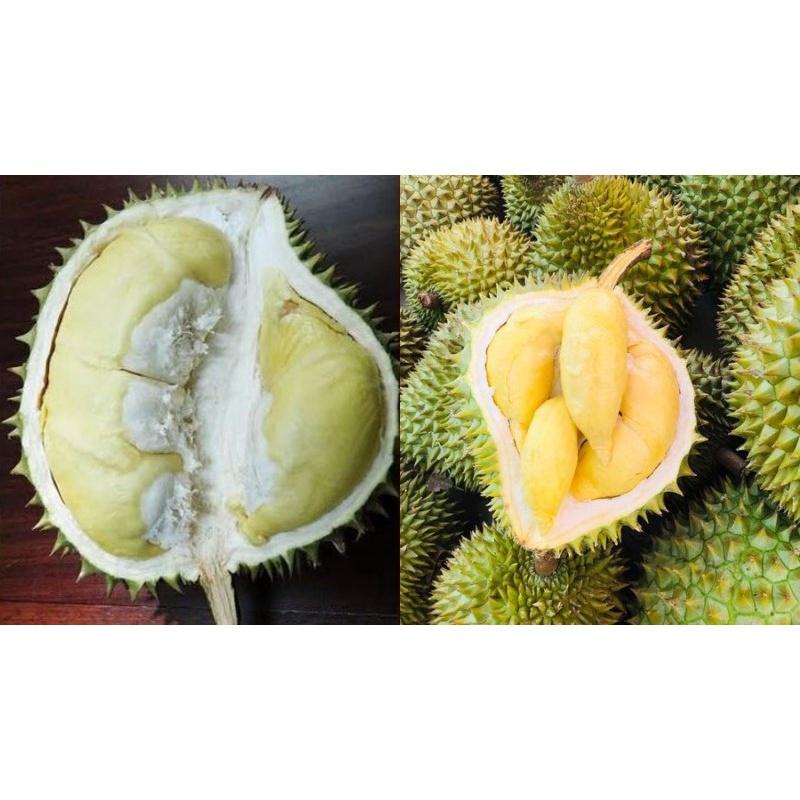 Cây giống Sầu riêng Chuồng Bò .