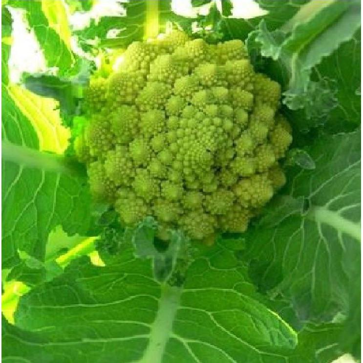 Hạt giống súp lơ san hô F1