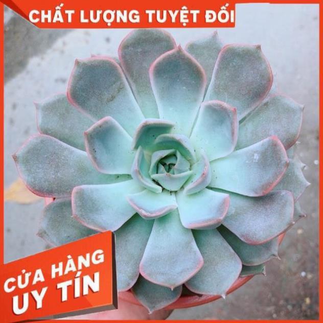 Sen Đá Size Đại 2