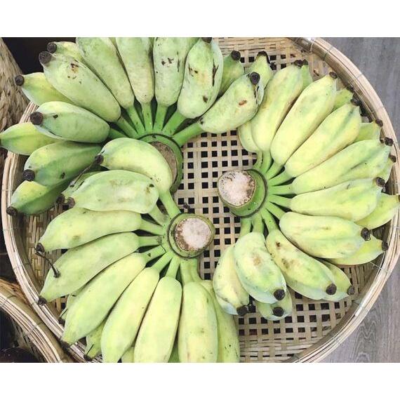 Cây giống Chuối Sứ 100% GIỐNG CHUẨN