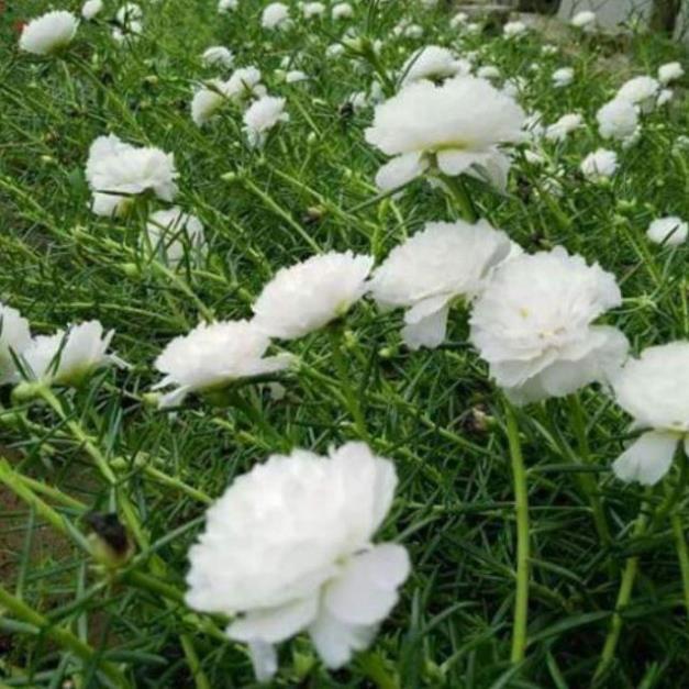 Sản phẩm Cành hoa mười giờ mỹ đơn ,kép đang có nụ đủ màu