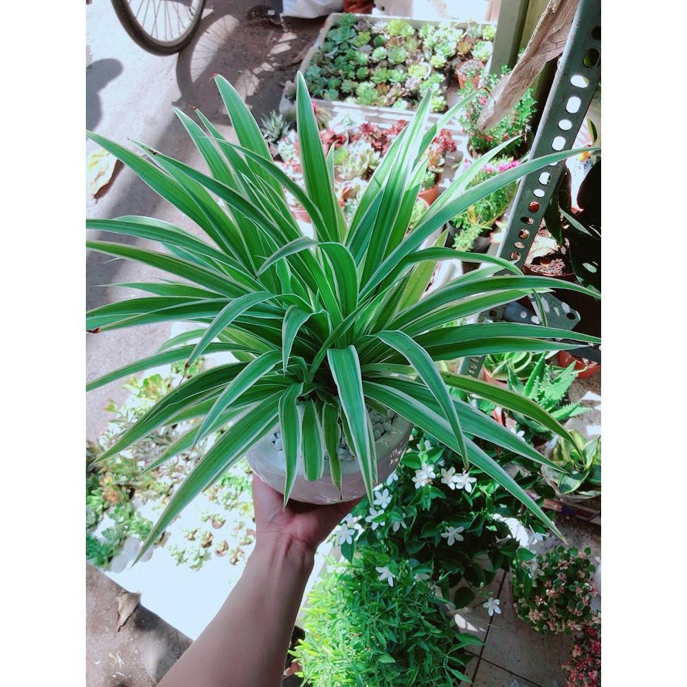 Chậu lan chi