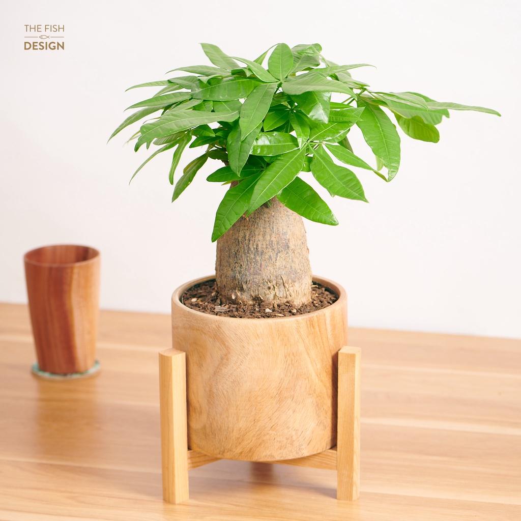 Chậu gỗ cây kim ngân 1 thân | THE FISH DESIGN size LS