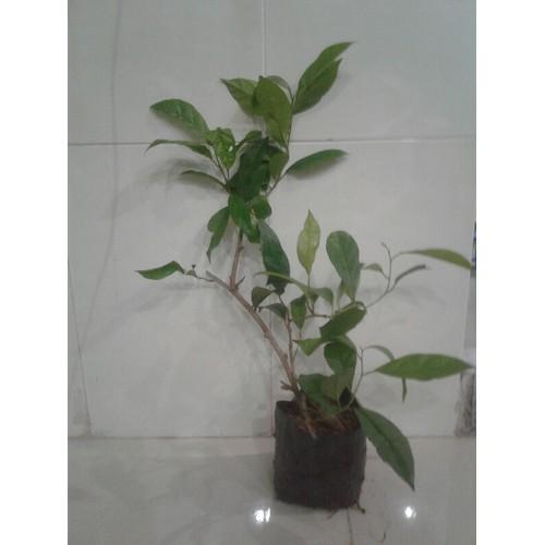 Cây xạ đen - cây giống