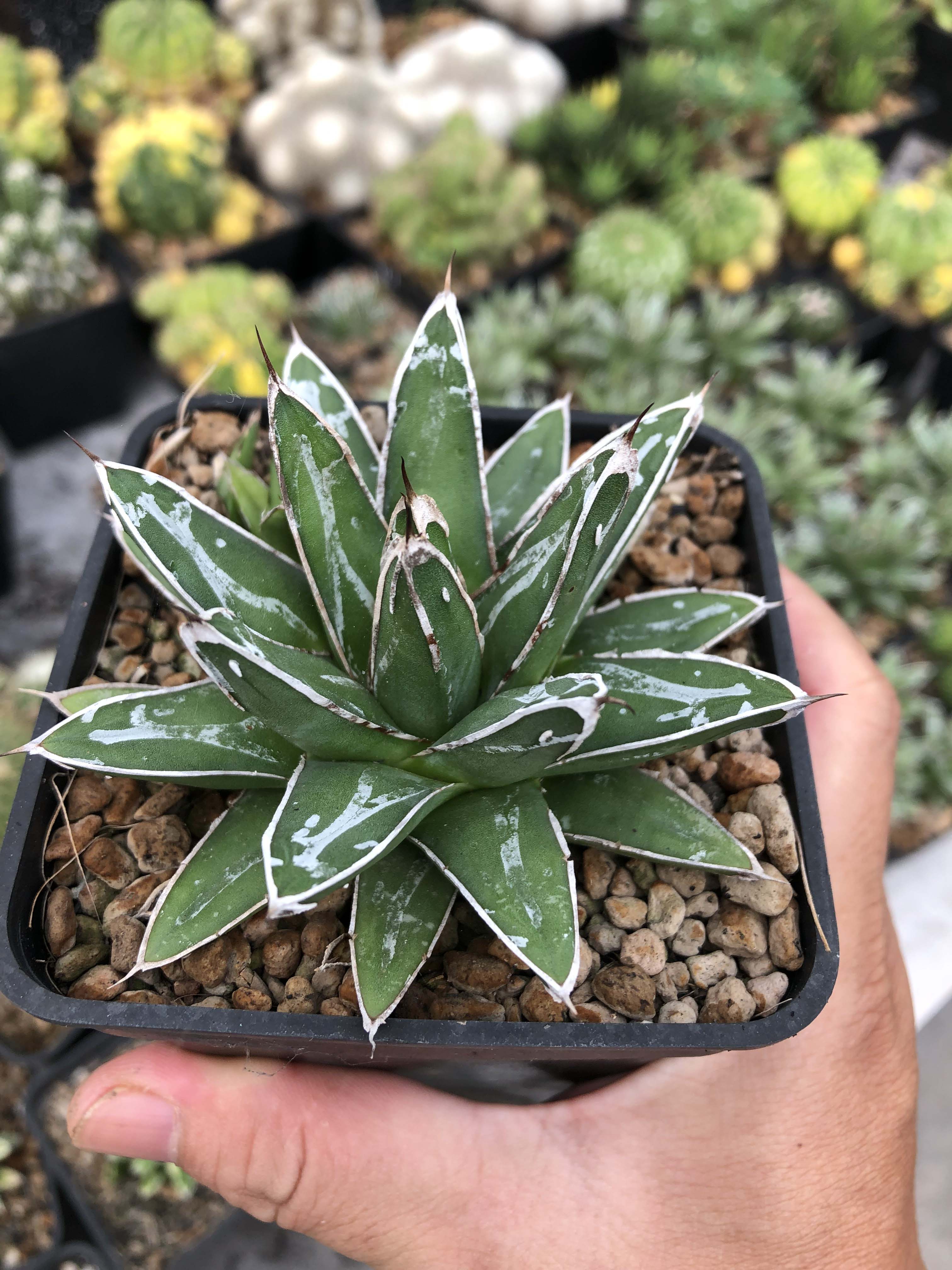 Sen đá (dứa agave victoria)