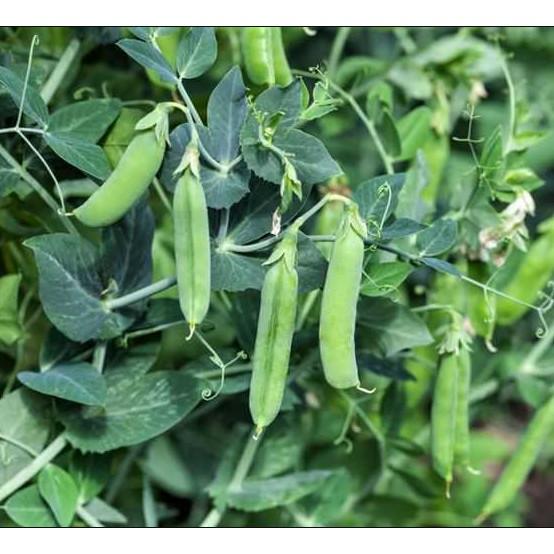 50gr hạt đậu hà lan nhập khẩu