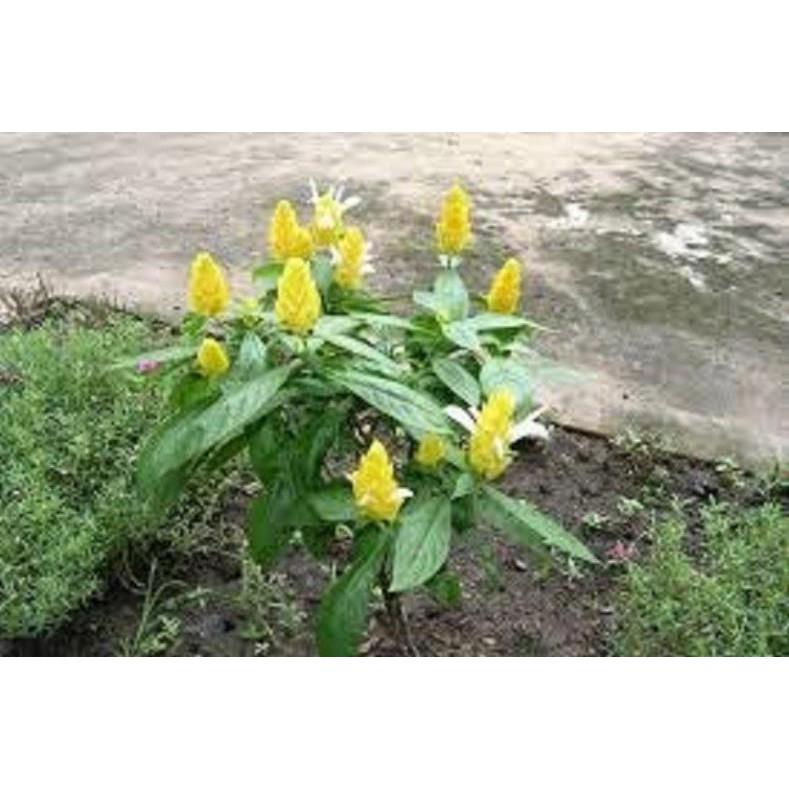 Chậu cây hoa rồng nhả ngọc - Hoa bền đẹp
