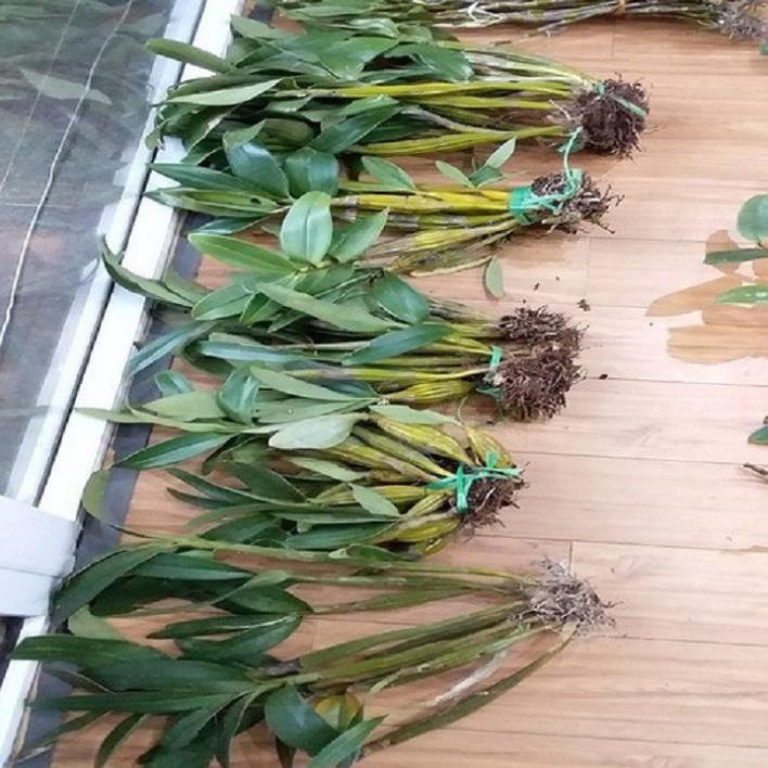 Sản Phẩm Hoa lan sơn thủy tiên