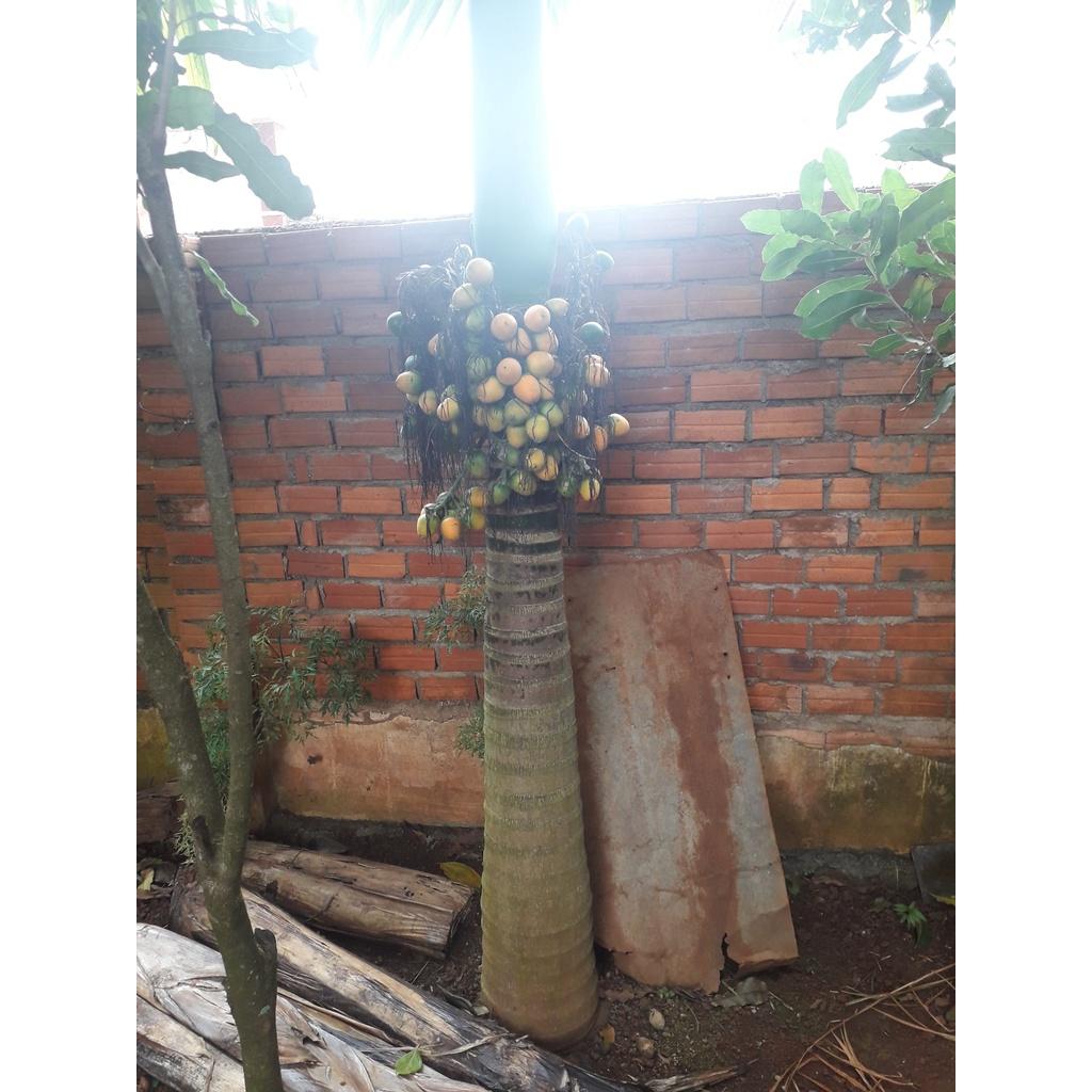 CÂY GIỐNG CAU LAI