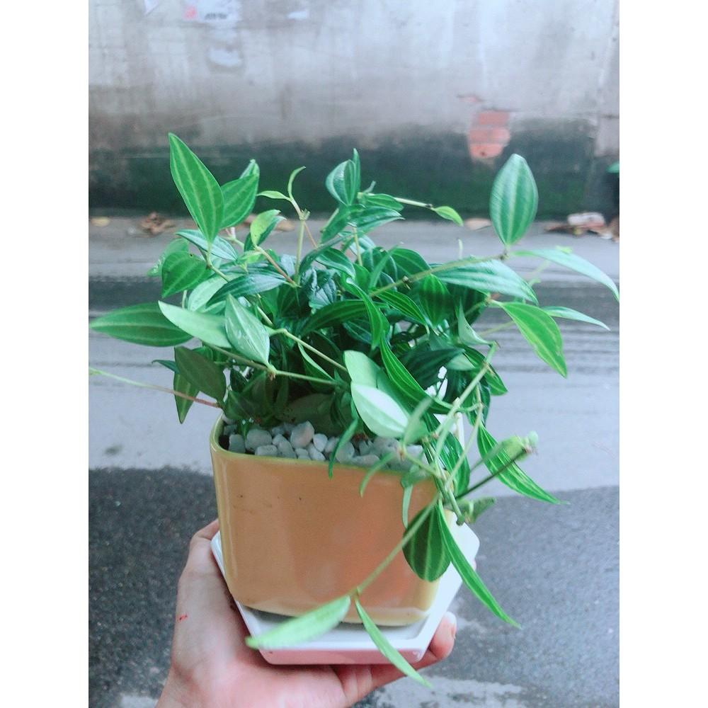 Chậu Cây Bình An Xanh