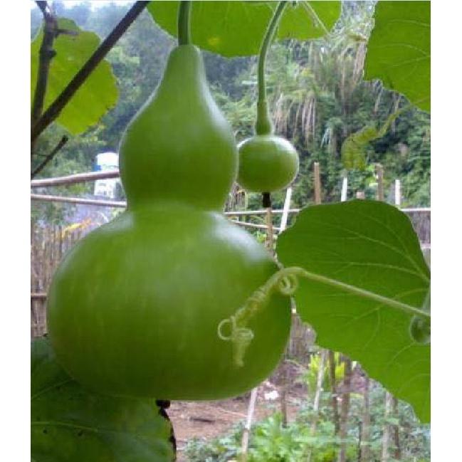 Combo 3 gói Hạt giống bầu hồ lô-gói 5 hạt-tặng kèm gói phân bón lót