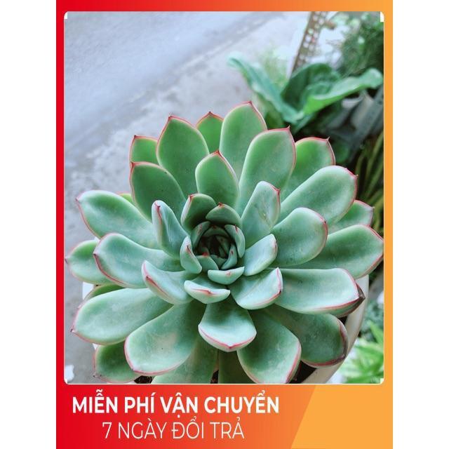 Sen Đá Size Đại