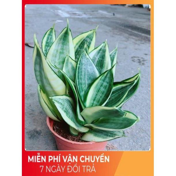 Lưỡi Hổ Thái Vàng