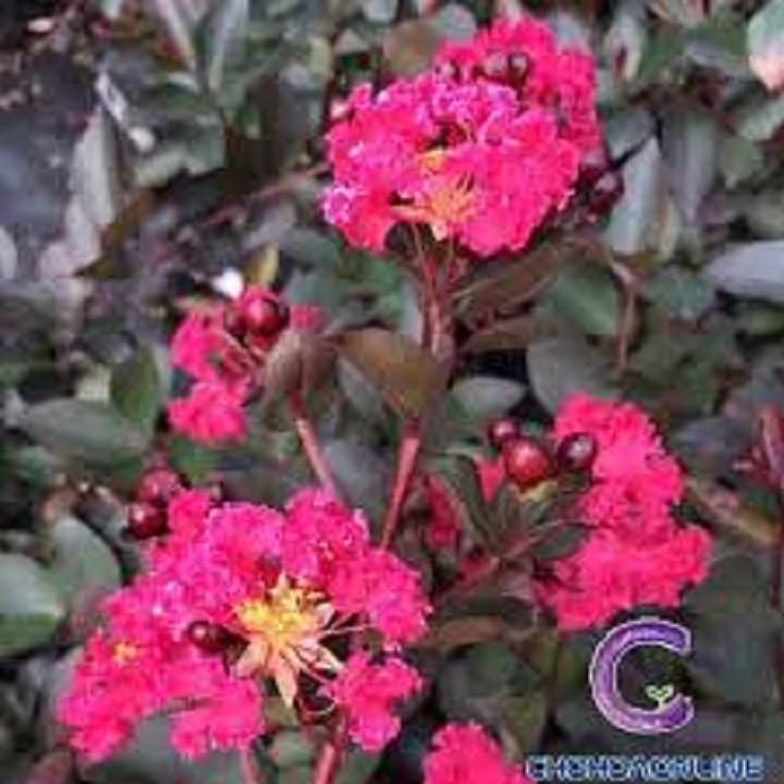 CÂY HOA TƯỜNG VI HUYẾT LONG GHÉP BẰNG LĂNG