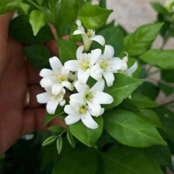 Sản phẩm CÂY HOA NGUYỆT QUẾ