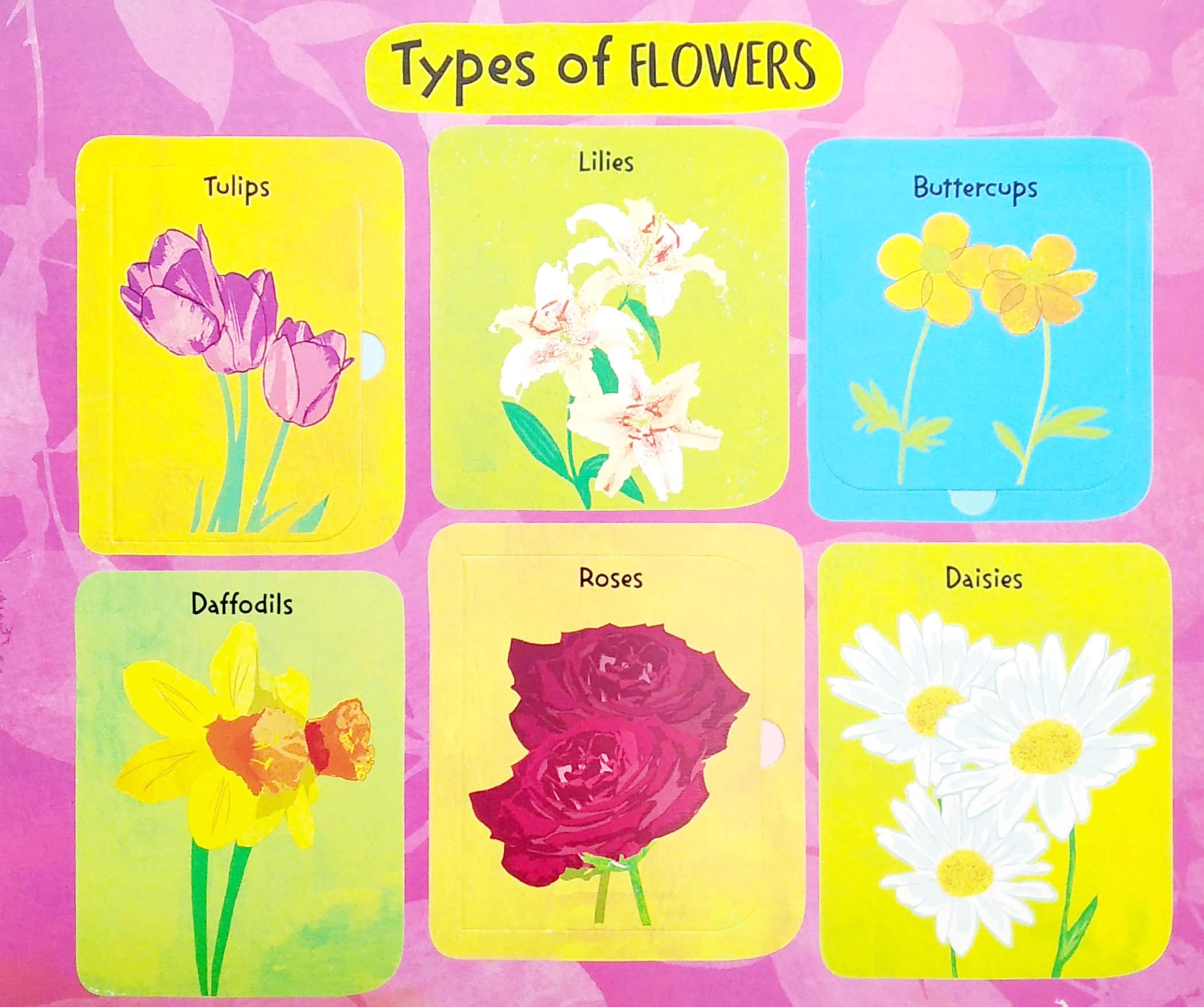 The Life Cycle Of Flowers